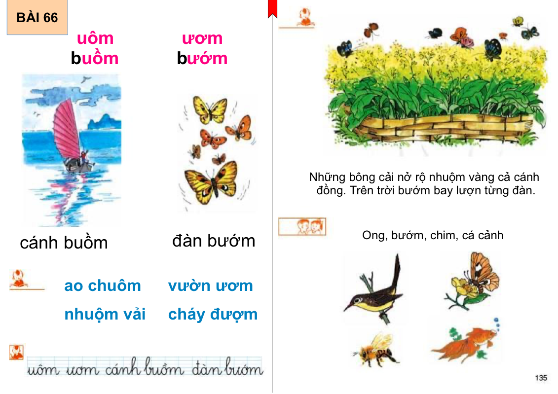 Bài 66:  uôm- ươm