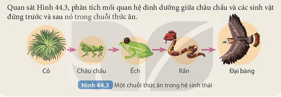  Sơ đồ vòng tuần hoàn vật chất (khép kín) và dòng năng lượng (truyền một chiều và mất dần năng lượng nhiệt).
