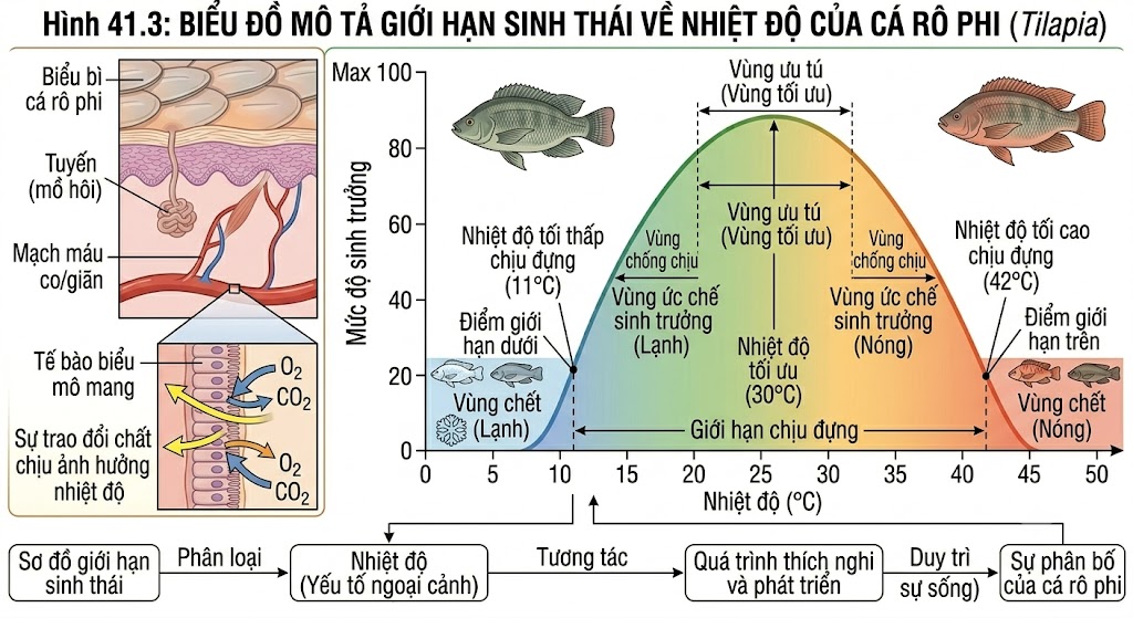 Hình 41.3: Biểu đồ mô tả giới hạn sinh thái về nhiệt độ của cá rô phi.