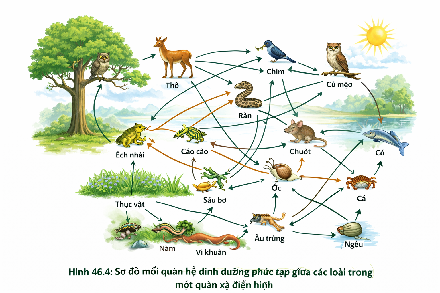 Hình 46.1: Đồ thị mô tả khả năng tự điều chỉnh số lượng cá thể của quần thể quanh mức cân bằng.