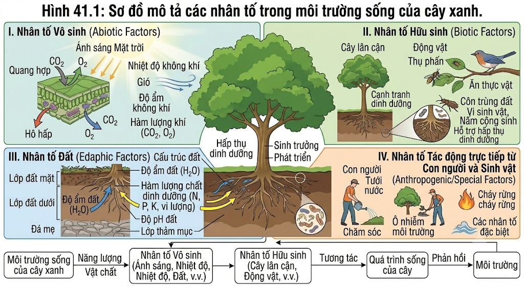 Hình 41.1: Sơ đồ mô tả các nhân tố trong môi trường sống của cây xanh.