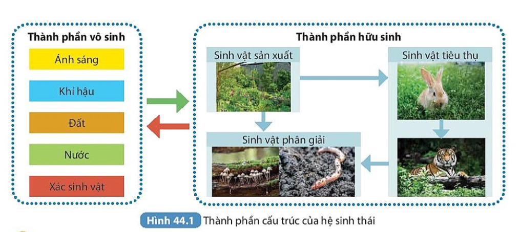 Sơ đồ mô tả mối quan hệ giữa thành phần vô sinh và hữu sinh (sinh vật sản xuất, tiêu thụ và phân giải) trong hệ sinh thái.