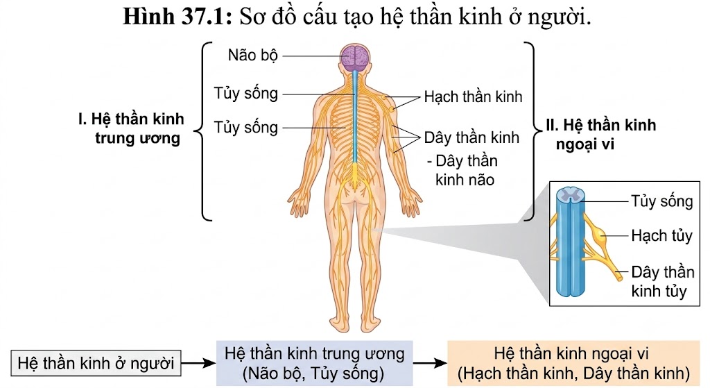 Hình 37.1: Sơ đồ cấu tạo hệ thần kinh ở người.