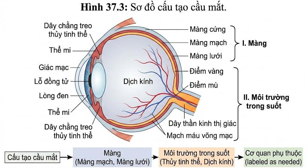 Hình 37.3: Sơ đồ cấu tạo cầu mắt.