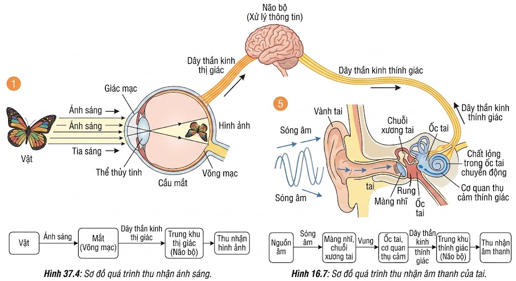 Sơ đồ quá trình thu nhận âm than - ánh sáng.