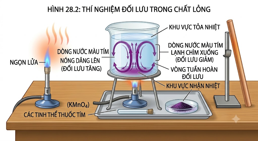 Hình 28.3: Thí nghiệm đối lưu trong chất lỏng. Các dòng nước màu tím di chuyển từ dưới đáy bình lên trên rồi vòng xuống tạo thành dòng đối lưu khi được đun nóng