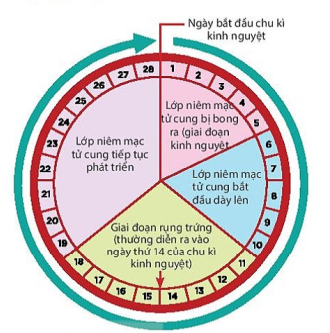 Sơ đồ chu kỳ kinh nguyệt