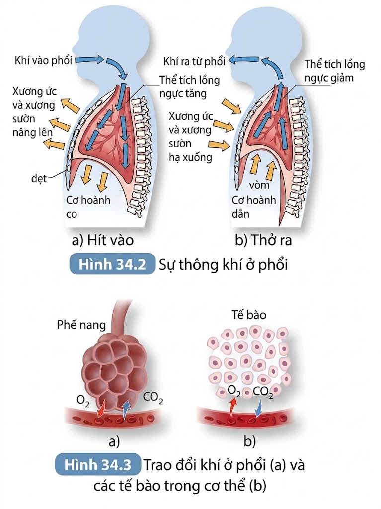 Hình minh họa trao đổi khí ở phổi, và các tế bào trong cơ thể