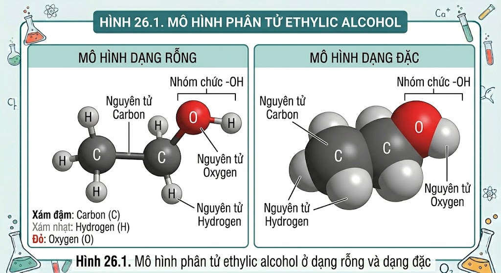 Hình 26.1 - Mô hình phân tử ethylic alcohol