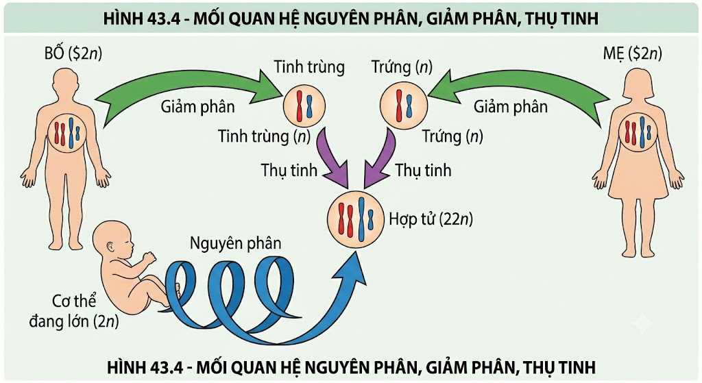 Hình 43.4 - Mối quan hệ Nguyên phân, Giảm phân, Thụ tinh