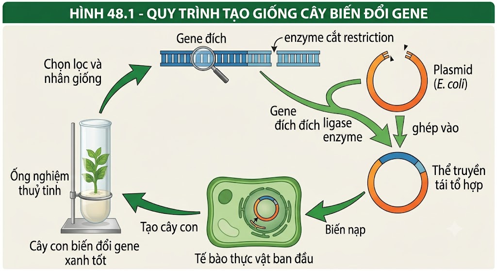 Hình 48.1 - Quy trình tạo giống cây biến đổi gene