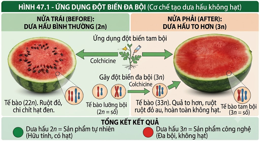 Ứng dụng đột biến đa bội